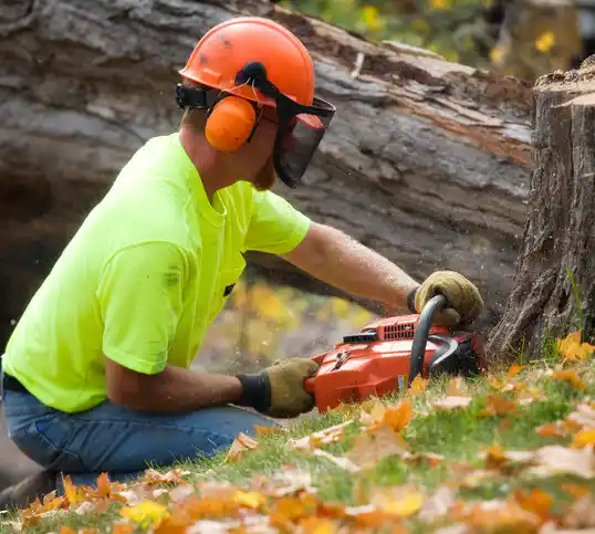 tree services Fort Recovery